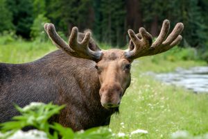 Read more about the article Moose Lottery on Saturday in Acton