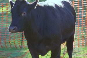 Read more about the article A Tale of Coco – The Cow That Would Not Poop [VIDEO]