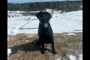 Read more about the article Skowhegan Police K9 Gets Body Armor Donation