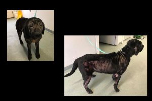 Read more about the article Injured Dog Abandoned at Franklin County Animal Shelter