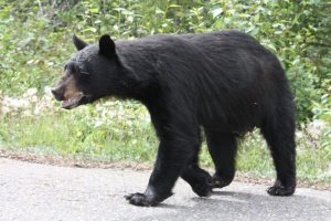 Read more about the article Black Bear Bites Maine Woman