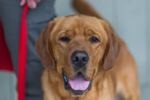 Read more about the article Maine Fire Marshal’s Office Welcomes New Arson K9 Team