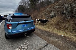 Read more about the article Crash Involving Cattle on Turnpike in Lewiston