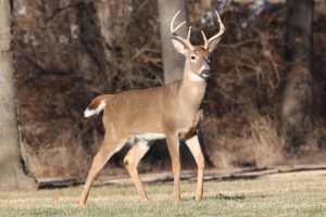 Read more about the article Youth Hunting Day in Maine Expands to Two Days