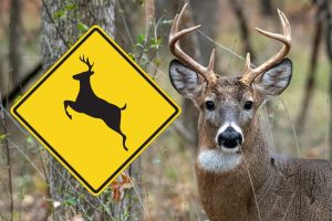 Read more about the article Warning Issued About Increase in Vehicle vs Deer Traffic Collisions