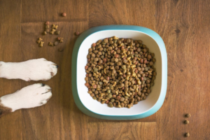 Read more about the article Dog Food Recall Because of Salmonella