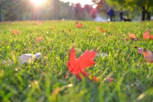 Read more about the article Pesticide Use on Private Property in Hallowell to be Banned