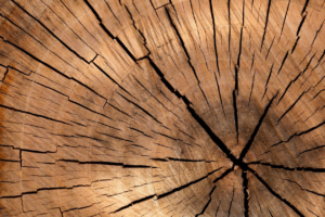 Read more about the article Logger in Sabattus Used Chainsaw to Free His Broken Leg