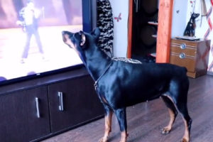 Read more about the article VIRAL VIDEO: Dog Dances Like Michael Jackson