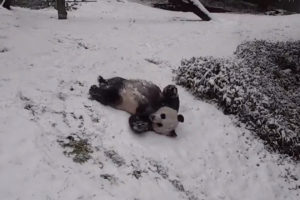 Read more about the article VIDEO: Snow Storm Brings Joy to Pandas