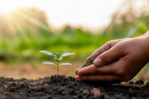 Read more about the article Get a Free Tree for Arbor Day