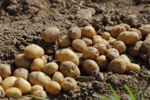 Read more about the article Maine Potatoes Officially Stay a Vegetable