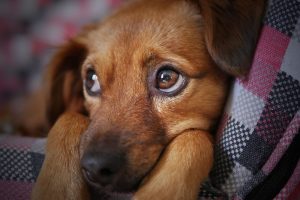 Read more about the article Give a Pet a Home for the Holidays
