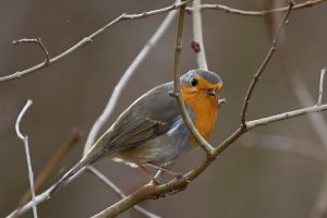 Read more about the article Be a Part of the Maine Bird Atlas Project