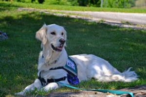 Read more about the article Two Maine Dogs in Running for ‘American Humane Hero Dog Awards’