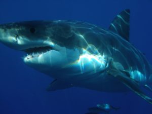 Read more about the article Latest on Maine Shark Attack + Update on Beach Restrictions