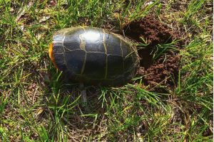 Read more about the article Reminders from MDIFW During ‘National Turtle Week’